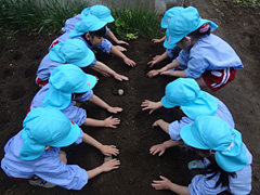 年中組 じゃがいもの種芋植え