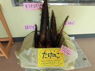 たけのこ♪