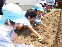 ナスの苗植え・インゲンの種まき